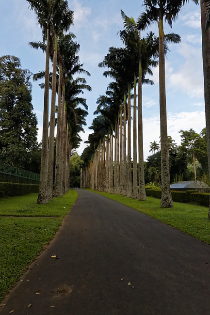 Kandy-Botanical garden-058